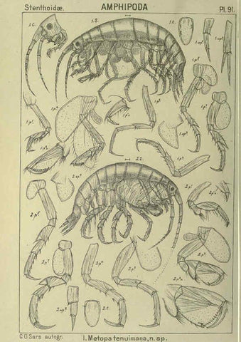 Reproducción/Reproduction 6195456742: An account of the Crustacea of Norway. v.1 Amphipoda (plates) Christiania,A. Cammermeyer,1895-1928