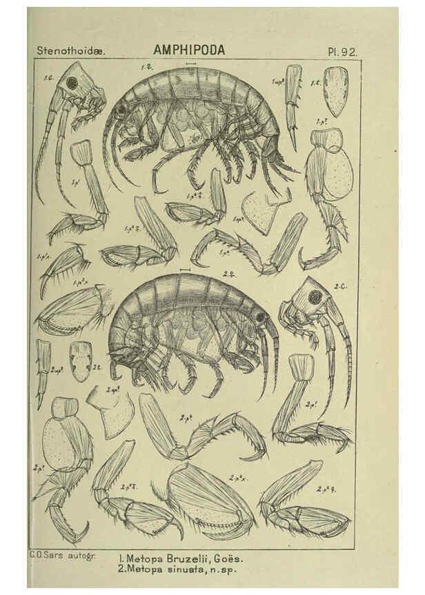 Reproducción/Reproduction 6194939645: An account of the Crustacea of Norway. v.1 Amphipoda (plates) Christiania,A. Cammermeyer,1895-1928