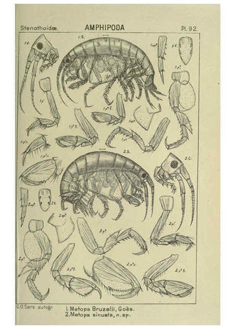 Reproducción/Reproduction 6194939645: An account of the Crustacea of Norway. v.1 Amphipoda (plates) Christiania,A. Cammermeyer,1895-1928