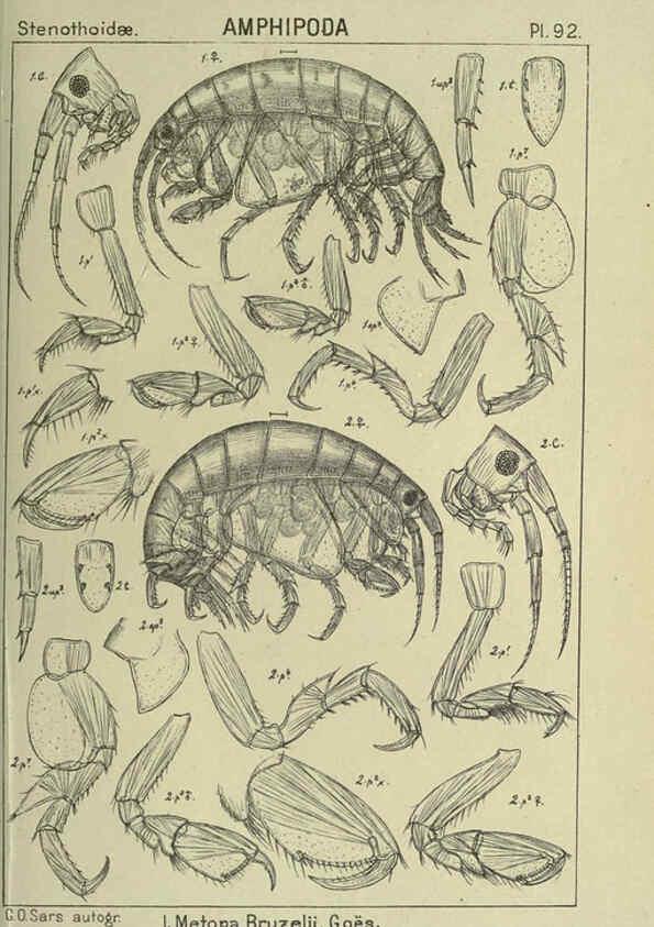 Reproducción/Reproduction 6194939645: An account of the Crustacea of Norway. v.1 Amphipoda (plates) Christiania,A. Cammermeyer,1895-1928