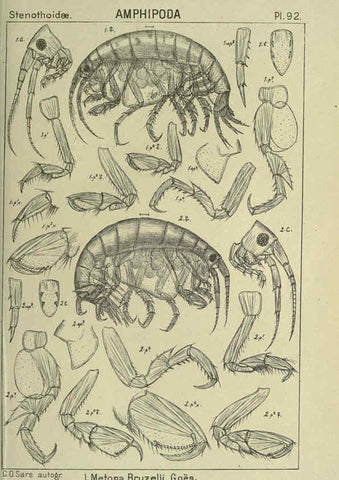 Reproducción/Reproduction 6194939645: An account of the Crustacea of Norway. v.1 Amphipoda (plates) Christiania,A. Cammermeyer,1895-1928
