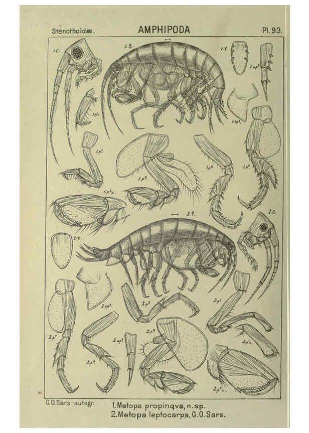 Reproducción/Reproduction 6194939829: An account of the Crustacea of Norway. v.1 Amphipoda (plates) Christiania,A. Cammermeyer,1895-1928