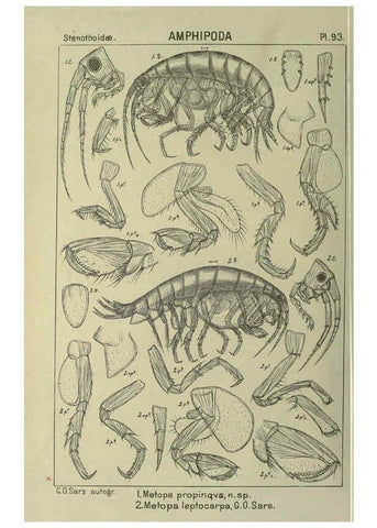 Reproducción/Reproduction 6194939829: An account of the Crustacea of Norway. v.1 Amphipoda (plates) Christiania,A. Cammermeyer,1895-1928