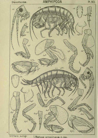 Reproducción/Reproduction 6194939829: An account of the Crustacea of Norway. v.1 Amphipoda (plates) Christiania,A. Cammermeyer,1895-1928