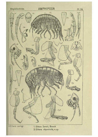 Reproducción/Reproduction 6195454196: An account of the Crustacea of Norway. v.1 Amphipoda (plates) Christiania,A. Cammermeyer,1895-1928