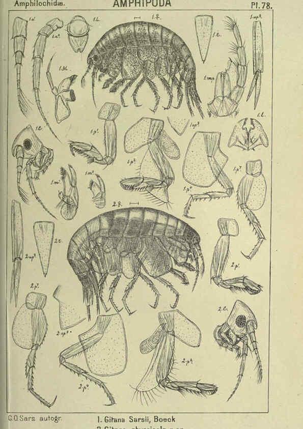 Reproducción/Reproduction 6195454196: An account of the Crustacea of Norway. v.1 Amphipoda (plates) Christiania,A. Cammermeyer,1895-1928