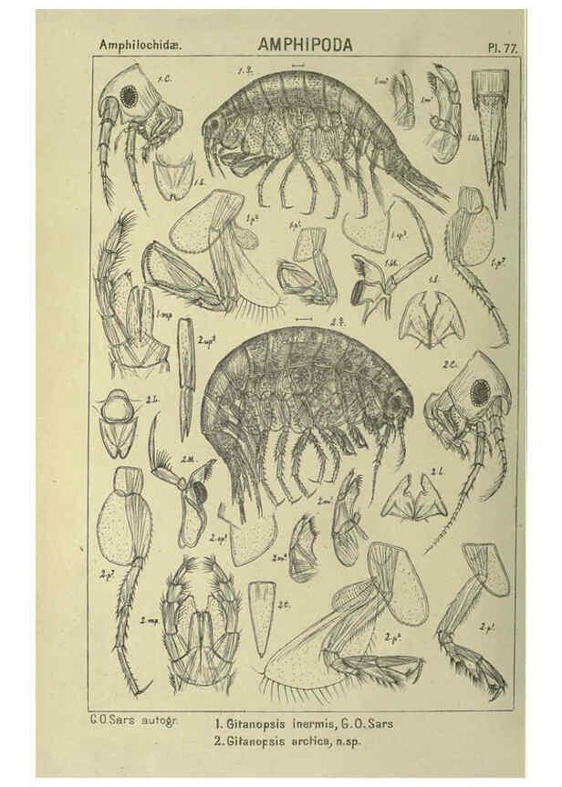 Reproducción/Reproduction 6195454018: An account of the Crustacea of Norway. v.1 Amphipoda (plates) Christiania,A. Cammermeyer,1895-1928
