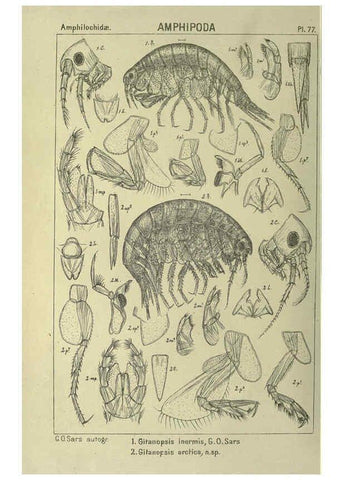 Reproducción/Reproduction 6195454018: An account of the Crustacea of Norway. v.1 Amphipoda (plates) Christiania,A. Cammermeyer,1895-1928