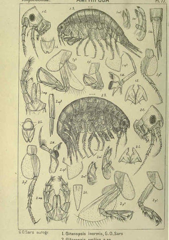 Reproducción/Reproduction 6195454018: An account of the Crustacea of Norway. v.1 Amphipoda (plates) Christiania,A. Cammermeyer,1895-1928