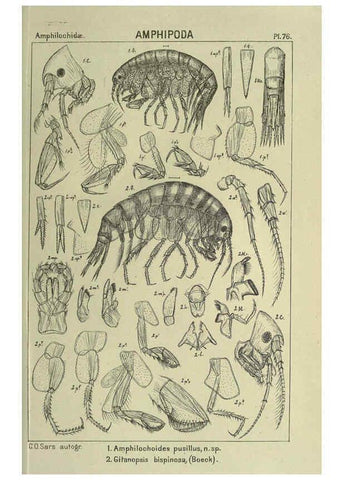 Reproducción/Reproduction 6195453720: An account of the Crustacea of Norway. v.1 Amphipoda (plates) Christiania,A. Cammermeyer,1895-1928