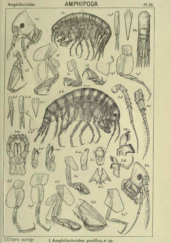Reproducción/Reproduction 6195453720: An account of the Crustacea of Norway. v.1 Amphipoda (plates) Christiania,A. Cammermeyer,1895-1928