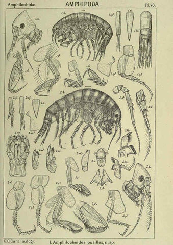 Reproducción/Reproduction 6195453720: An account of the Crustacea of Norway. v.1 Amphipoda (plates) Christiania,A. Cammermeyer,1895-1928
