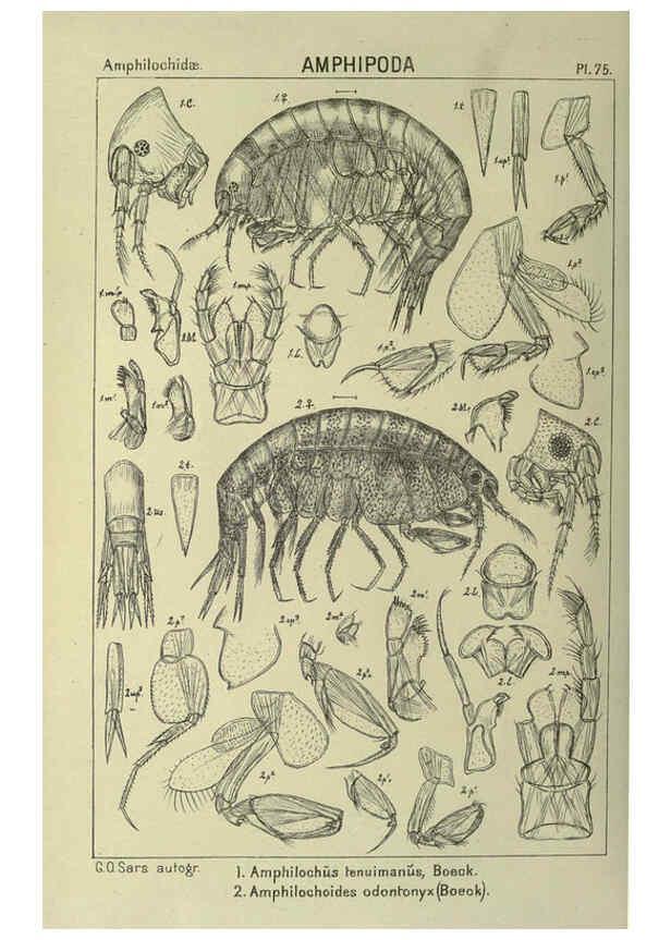 Reproducción/Reproduction 6195453424: An account of the Crustacea of Norway. v.1 Amphipoda (plates) Christiania,A. Cammermeyer,1895-1928
