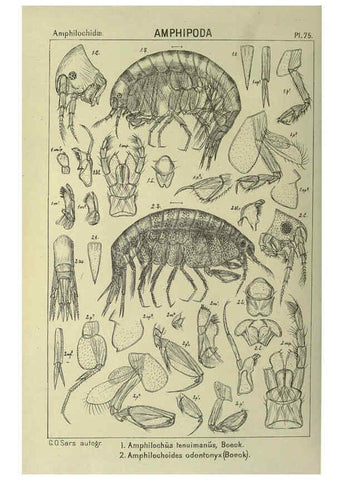 Reproducción/Reproduction 6195453424: An account of the Crustacea of Norway. v.1 Amphipoda (plates) Christiania,A. Cammermeyer,1895-1928