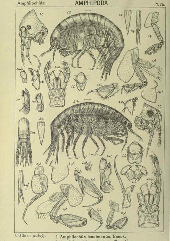 Reproducción/Reproduction 6195453424: An account of the Crustacea of Norway. v.1 Amphipoda (plates) Christiania,A. Cammermeyer,1895-1928
