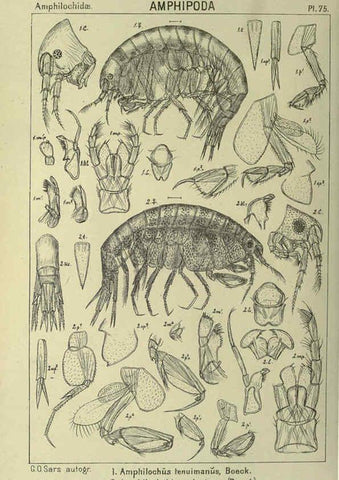 Reproducción/Reproduction 6195453424: An account of the Crustacea of Norway. v.1 Amphipoda (plates) Christiania,A. Cammermeyer,1895-1928
