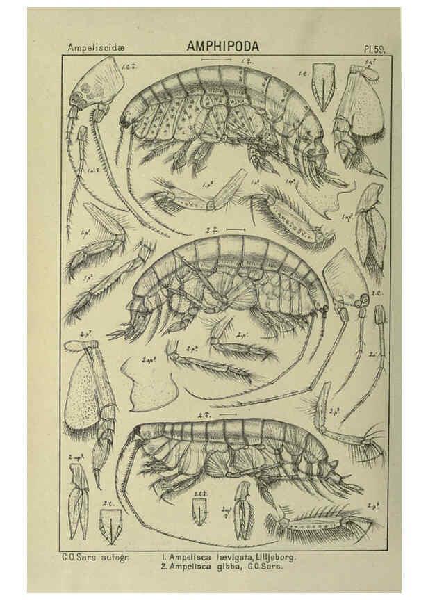 Reproducción/Reproduction 6195449752: An account of the Crustacea of Norway. v.1 Amphipoda (plates) Christiania,A. Cammermeyer,1895-1928