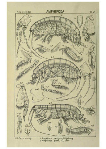 Reproducción/Reproduction 6195449752: An account of the Crustacea of Norway. v.1 Amphipoda (plates) Christiania,A. Cammermeyer,1895-1928