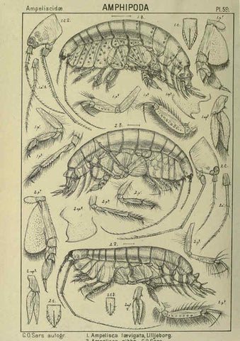 Reproducción/Reproduction 6195449752: An account of the Crustacea of Norway. v.1 Amphipoda (plates) Christiania,A. Cammermeyer,1895-1928