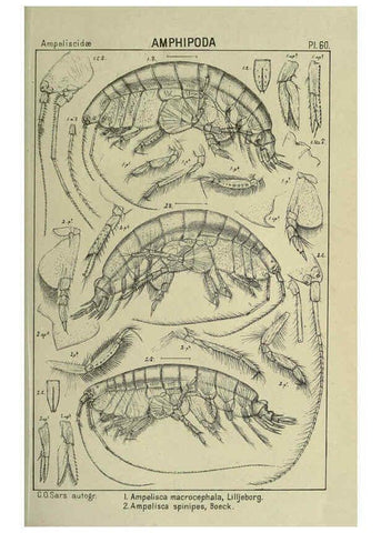 Reproducción/Reproduction 6195450044: An account of the Crustacea of Norway. v.1 Amphipoda (plates) Christiania,A. Cammermeyer,1895-1928