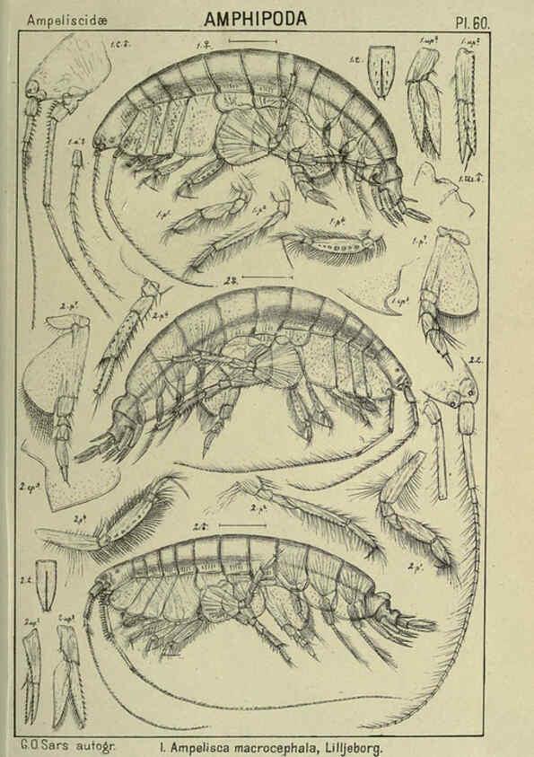 Reproducción/Reproduction 6195450044: An account of the Crustacea of Norway. v.1 Amphipoda (plates) Christiania,A. Cammermeyer,1895-1928
