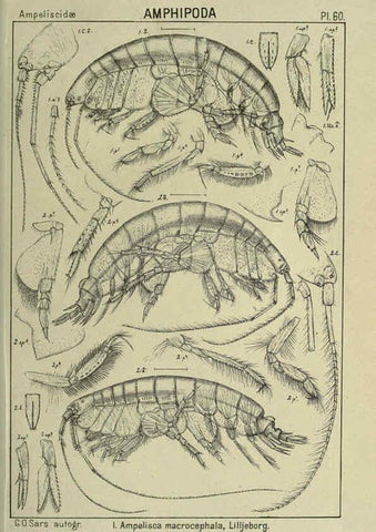 Reproducción/Reproduction 6195450044: An account of the Crustacea of Norway. v.1 Amphipoda (plates) Christiania,A. Cammermeyer,1895-1928