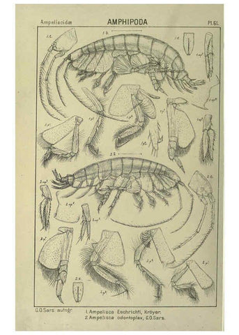 Reproducción/Reproduction 6195450254: An account of the Crustacea of Norway. v.1 Amphipoda (plates) Christiania,A. Cammermeyer,1895-1928