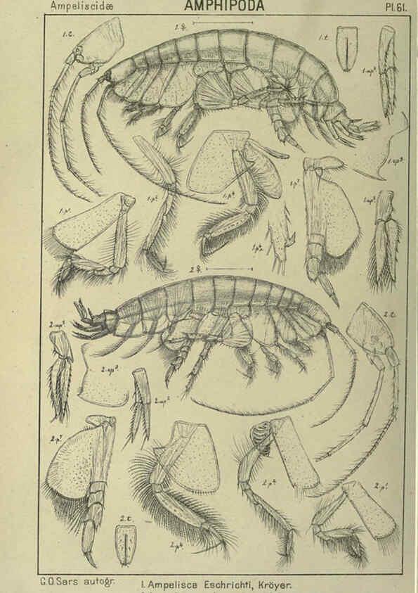 Reproducción/Reproduction 6195450254: An account of the Crustacea of Norway. v.1 Amphipoda (plates) Christiania,A. Cammermeyer,1895-1928
