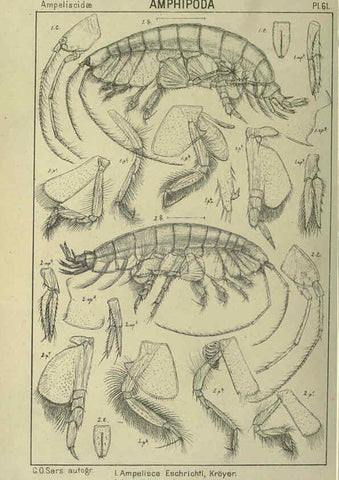 Reproducción/Reproduction 6195450254: An account of the Crustacea of Norway. v.1 Amphipoda (plates) Christiania,A. Cammermeyer,1895-1928