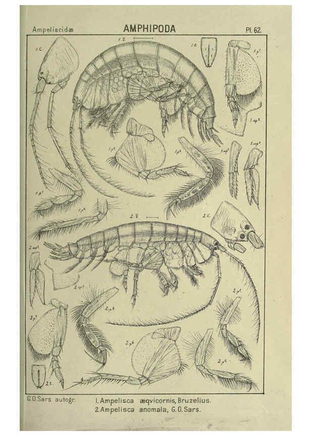 Reproducción/Reproduction 6194933319: An account of the Crustacea of Norway. v.1 Amphipoda (plates) Christiania,A. Cammermeyer,1895-1928