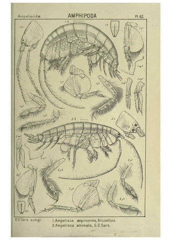 Reproducción/Reproduction 6194933319: An account of the Crustacea of Norway. v.1 Amphipoda (plates) Christiania,A. Cammermeyer,1895-1928