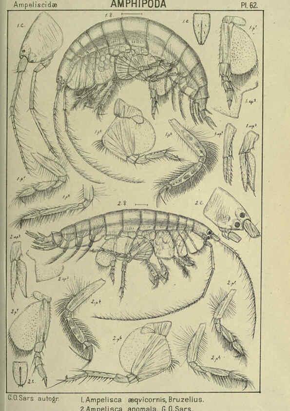 Reproducción/Reproduction 6194933319: An account of the Crustacea of Norway. v.1 Amphipoda (plates) Christiania,A. Cammermeyer,1895-1928