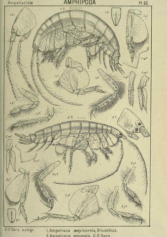 Reproducción/Reproduction 6194933319: An account of the Crustacea of Norway. v.1 Amphipoda (plates) Christiania,A. Cammermeyer,1895-1928