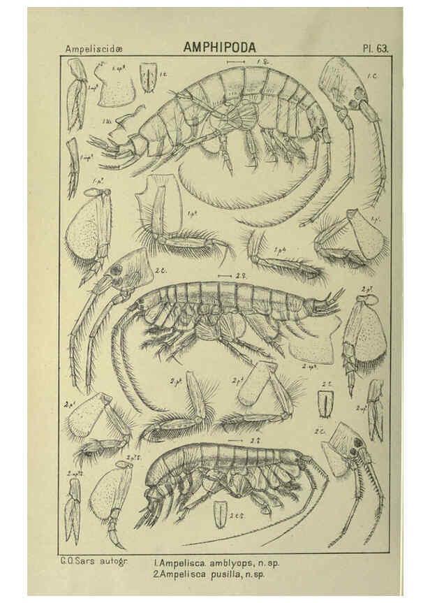 Reproducción/Reproduction 6195450768: An account of the Crustacea of Norway. v.1 Amphipoda (plates) Christiania,A. Cammermeyer,1895-1928