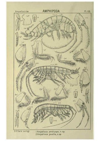 Reproducción/Reproduction 6195450768: An account of the Crustacea of Norway. v.1 Amphipoda (plates) Christiania,A. Cammermeyer,1895-1928