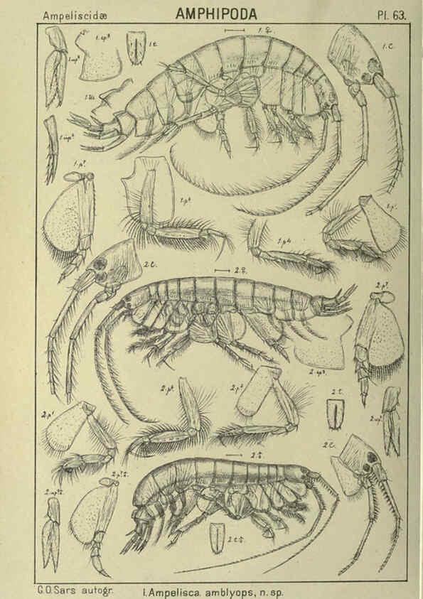 Reproducción/Reproduction 6195450768: An account of the Crustacea of Norway. v.1 Amphipoda (plates) Christiania,A. Cammermeyer,1895-1928