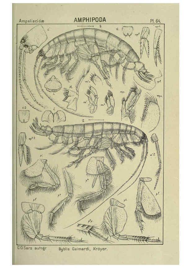 Reproducción/Reproduction 6194933719: An account of the Crustacea of Norway. v.1 Amphipoda (plates) Christiania,A. Cammermeyer,1895-1928