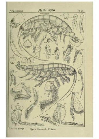 Reproducción/Reproduction 6194933719: An account of the Crustacea of Norway. v.1 Amphipoda (plates) Christiania,A. Cammermeyer,1895-1928