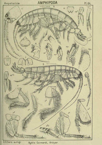 Reproducción/Reproduction 6194933719: An account of the Crustacea of Norway. v.1 Amphipoda (plates) Christiania,A. Cammermeyer,1895-1928