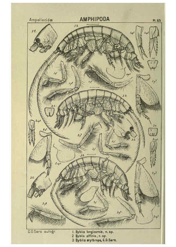 Reproducción/Reproduction 6194934021: An account of the Crustacea of Norway. v.1 Amphipoda (plates) Christiania,A. Cammermeyer,1895-1928