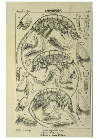 Reproducción/Reproduction 6194934021: An account of the Crustacea of Norway. v.1 Amphipoda (plates) Christiania,A. Cammermeyer,1895-1928