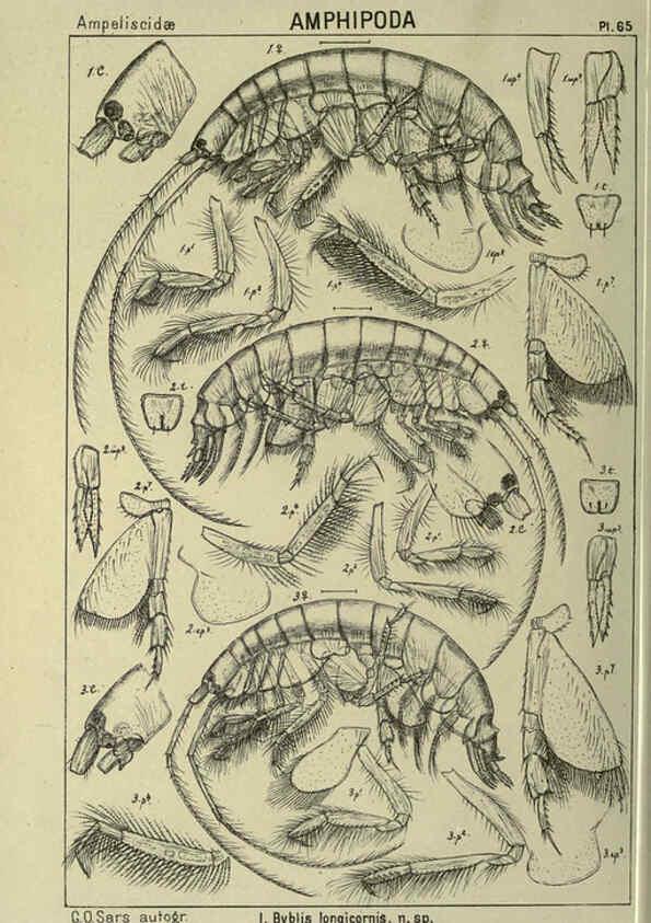 Reproducción/Reproduction 6194934021: An account of the Crustacea of Norway. v.1 Amphipoda (plates) Christiania,A. Cammermeyer,1895-1928