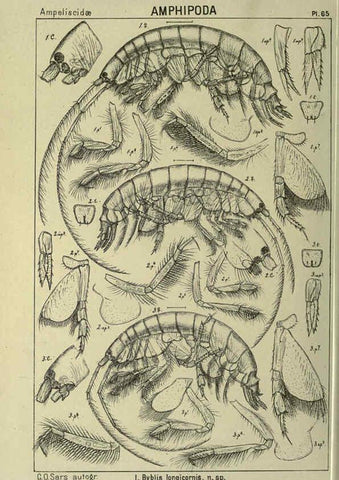Reproducción/Reproduction 6194934021: An account of the Crustacea of Norway. v.1 Amphipoda (plates) Christiania,A. Cammermeyer,1895-1928