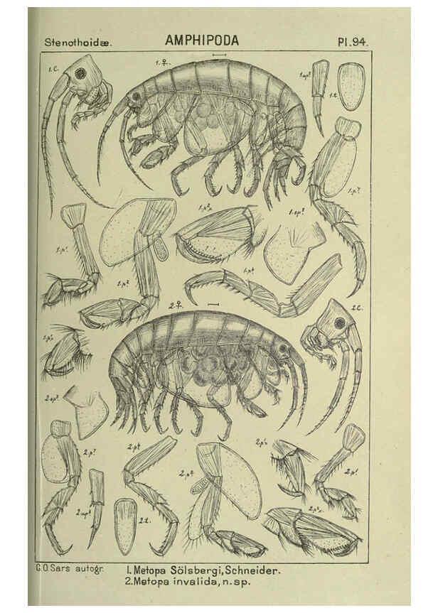 Reproducción/Reproduction 6194939997: An account of the Crustacea of Norway. v.1 Amphipoda (plates) Christiania,A. Cammermeyer,1895-1928