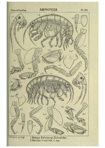 Reproducción/Reproduction 6194939997: An account of the Crustacea of Norway. v.1 Amphipoda (plates) Christiania,A. Cammermeyer,1895-1928