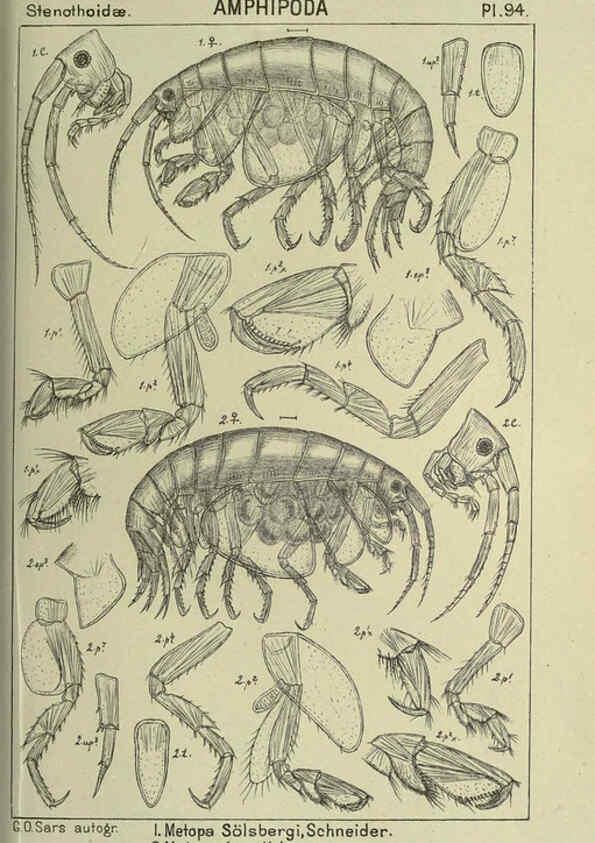 Reproducción/Reproduction 6194939997: An account of the Crustacea of Norway. v.1 Amphipoda (plates) Christiania,A. Cammermeyer,1895-1928