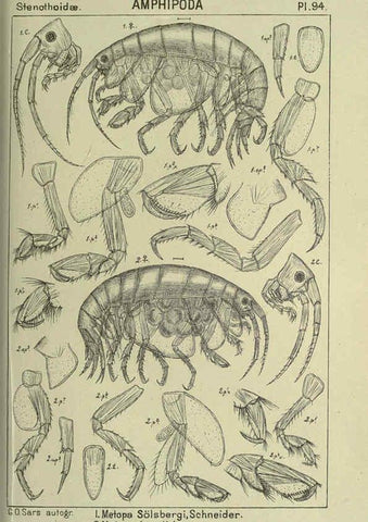 Reproducción/Reproduction 6194939997: An account of the Crustacea of Norway. v.1 Amphipoda (plates) Christiania,A. Cammermeyer,1895-1928