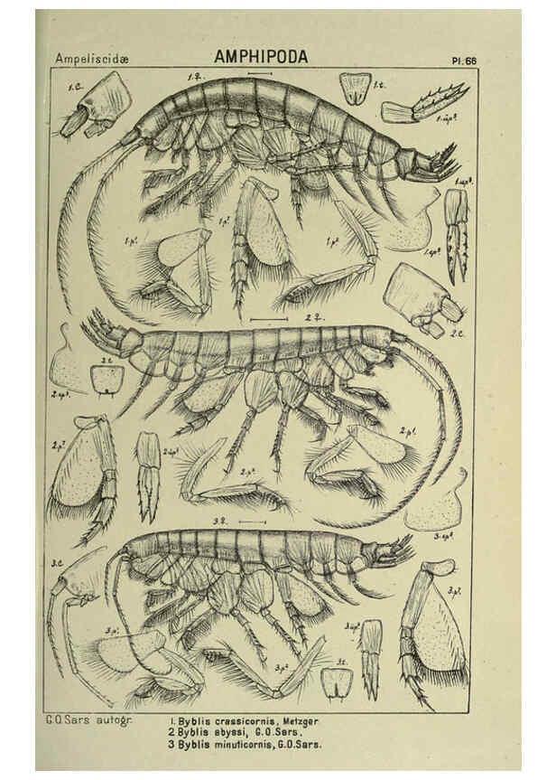 Reproducción/Reproduction 6195451428: An account of the Crustacea of Norway. v.1 Amphipoda (plates) Christiania,A. Cammermeyer,1895-1928