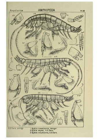 Reproducción/Reproduction 6195451428: An account of the Crustacea of Norway. v.1 Amphipoda (plates) Christiania,A. Cammermeyer,1895-1928