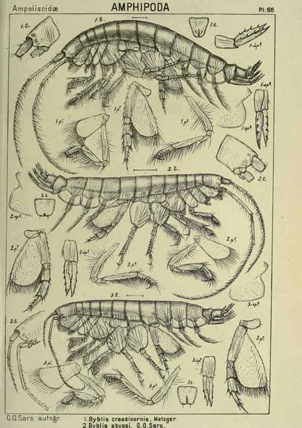 Reproducción/Reproduction 6195451428: An account of the Crustacea of Norway. v.1 Amphipoda (plates) Christiania,A. Cammermeyer,1895-1928
